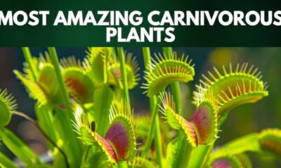 Most Amazing Carnivorous Plants