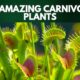 Most Amazing Carnivorous Plants