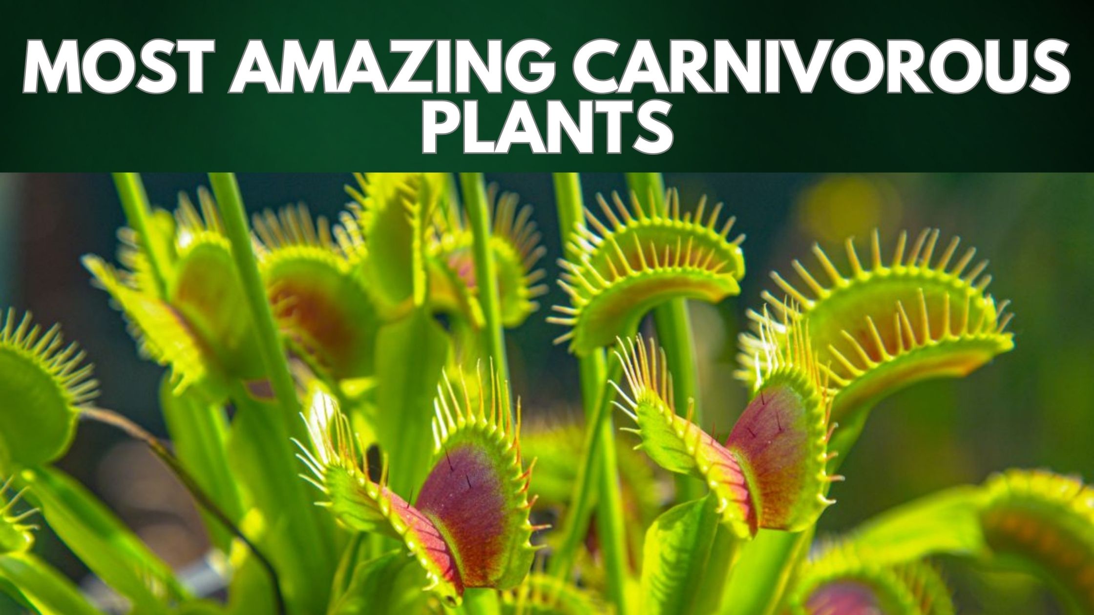 Most Amazing Carnivorous Plants