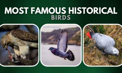 Most Famous Historical Birds