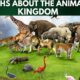 Myths About The Animal Kingdom (1)