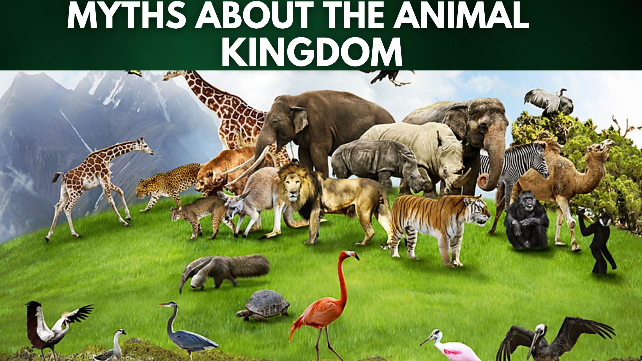 Myths About The Animal Kingdom (1)