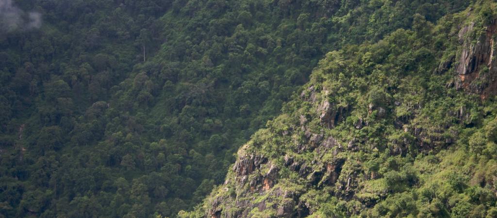 Shola Forest, India