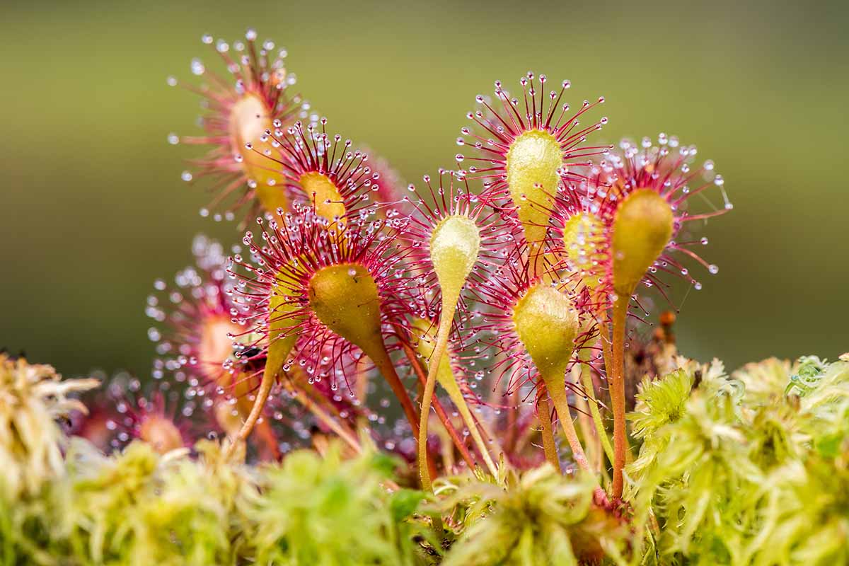 Most Amazing Carnivorous Plants