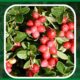 Surprising Cranberry Juice Benefits