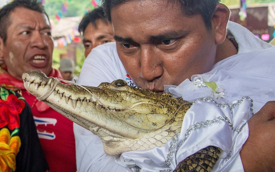 Mexican Mayor marries female crocodile in harvest ritual