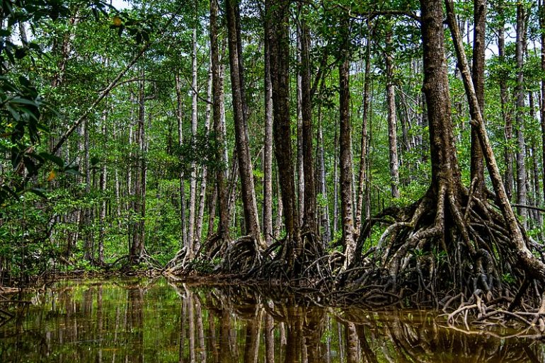 Top 10 Most Endangered Forests In The World