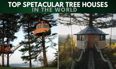 Top Spectacular Tree Houses in The World