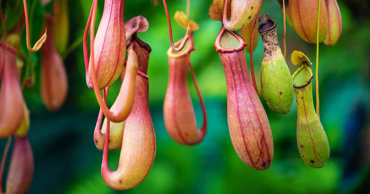 Most Amazing Carnivorous Plants