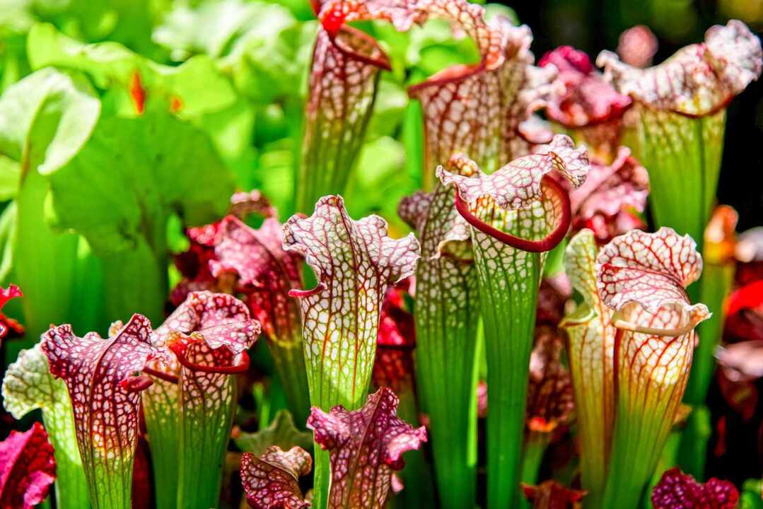 Most Amazing Carnivorous Plants