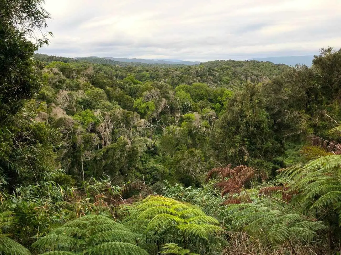 Valdivian temperate forests