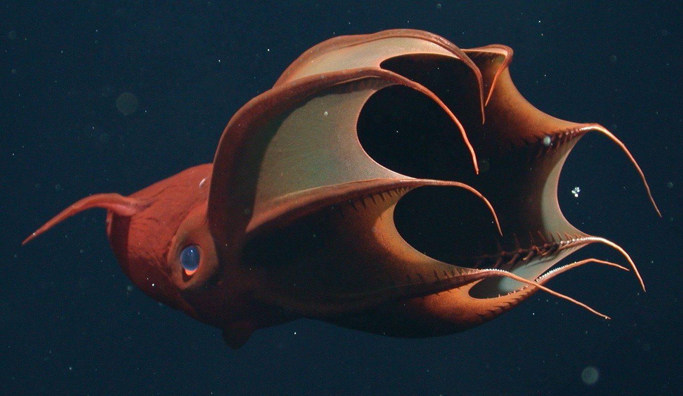 Vampire squid Bizarre Underwater Creatures