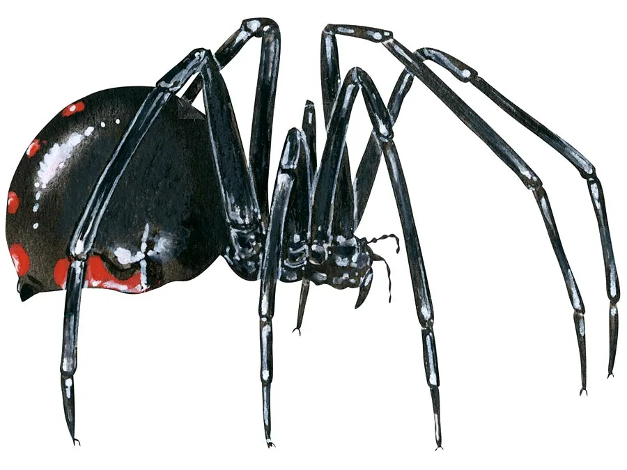 Venomous Spiders