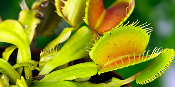 Most Amazing Carnivorous Plants