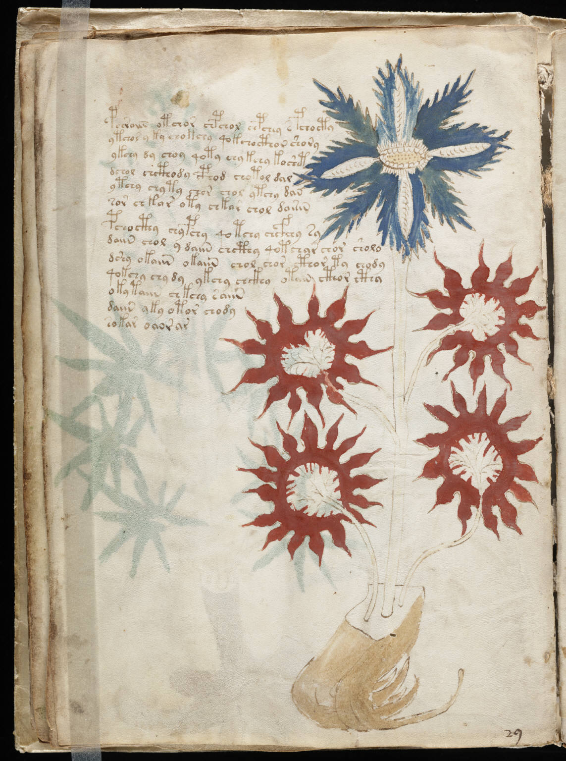 Voynich_Manuscript mysterious