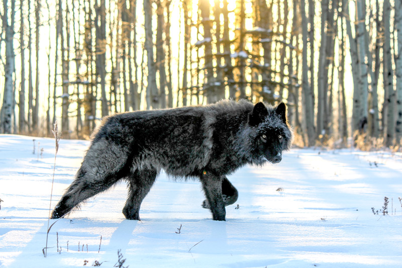 wolfdogs pets