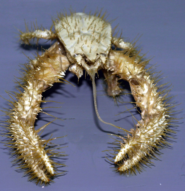 Yeti_crab Bizarre Underwater Creatures