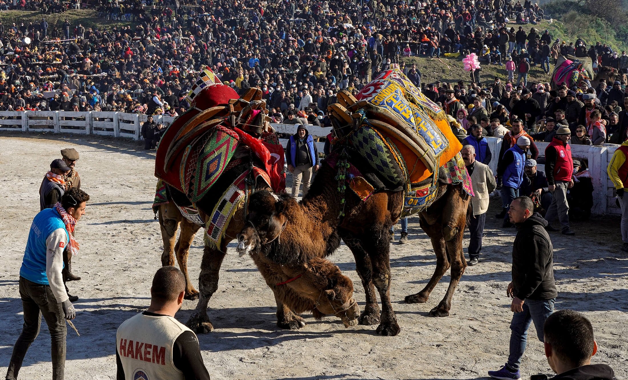 camel wrestling competition