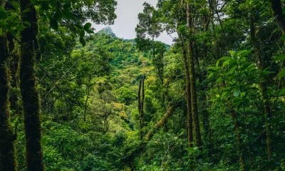 Top Exotic Cloud Forest Around The Globe