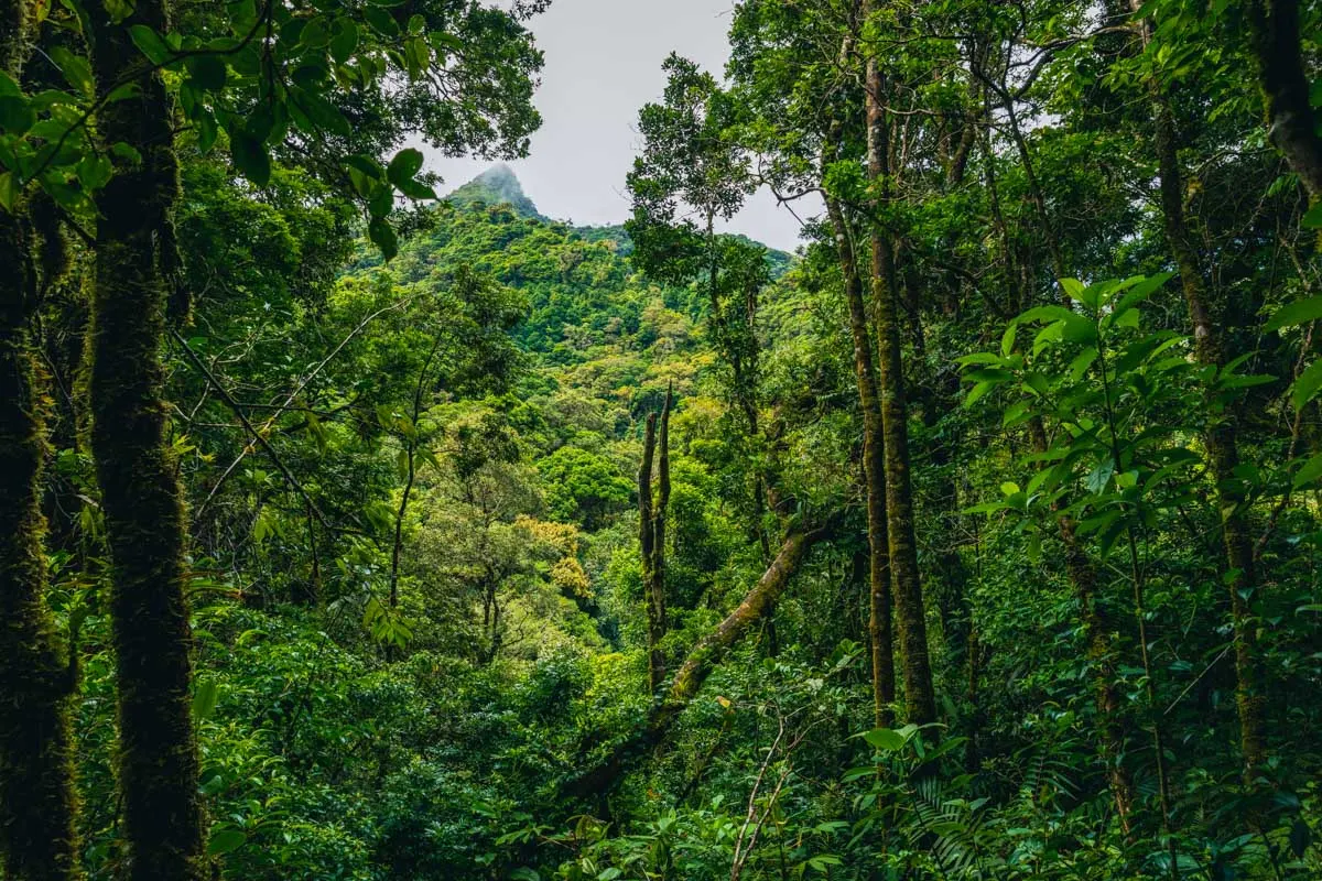 Top Exotic Cloud Forest Around The Globe