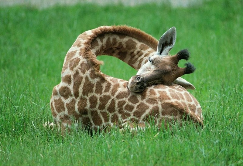 giraffe (1)