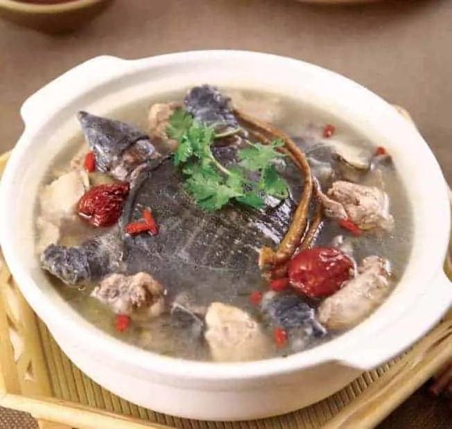 turtle Unconventional soup soup