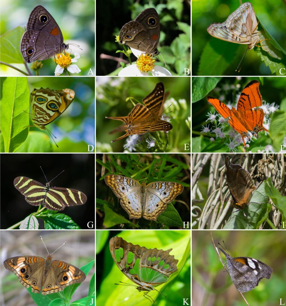 9. Incredible Diversity Of Butterflies one of the interesting facts about Nigeria 