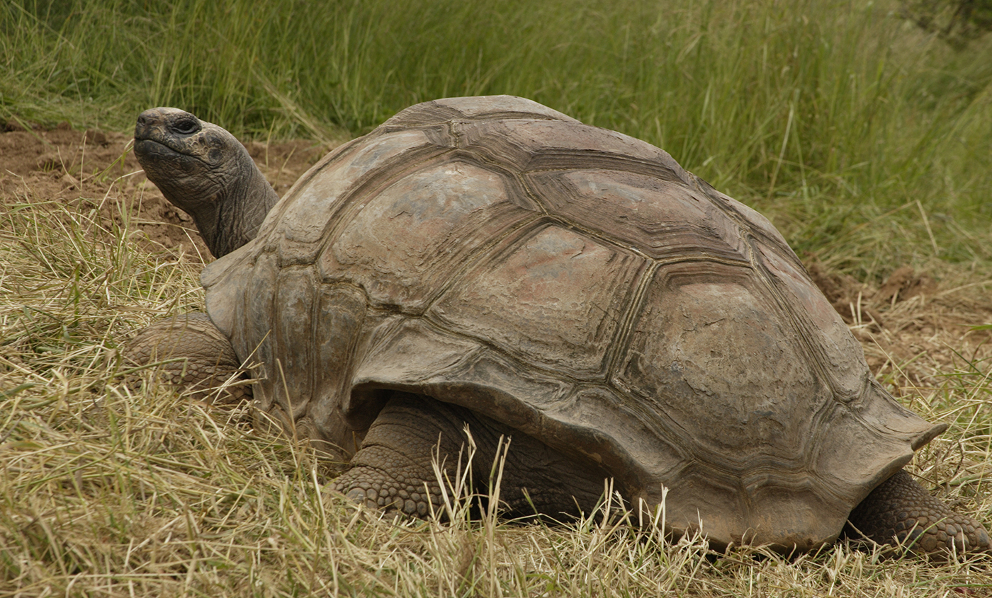 Top 10 Longest Living Animals