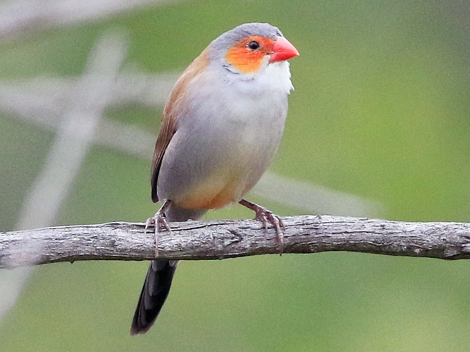 Anambra Waxbill one of the interesting facts about Nigeria 