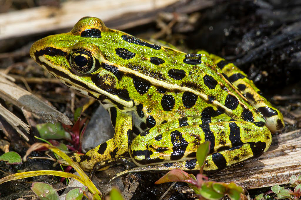 Top 10 Smallest Living Animals In The World