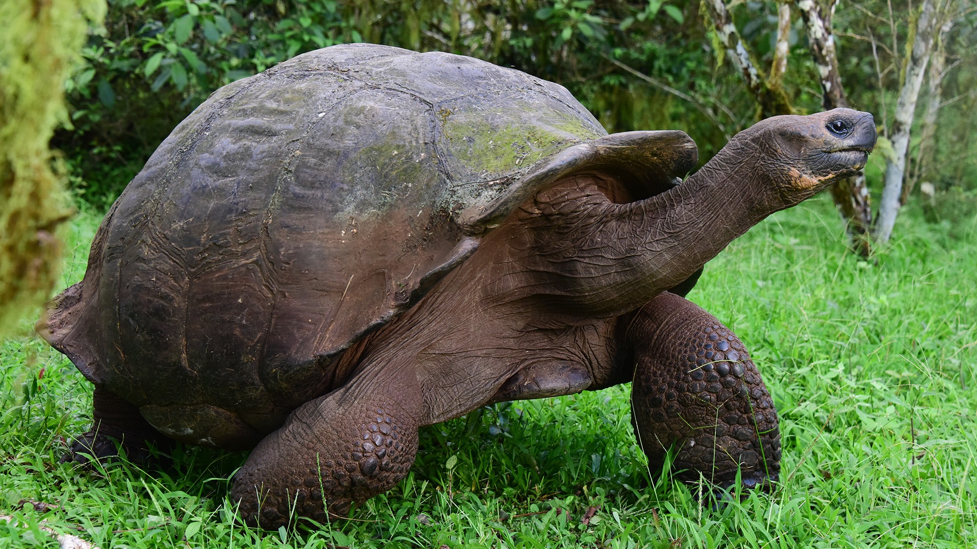 Top 10 Longest Living Animals In The World