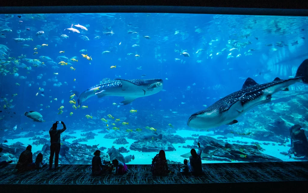 Georgia Aquarium, USA one of the most amazing aquariums in the world