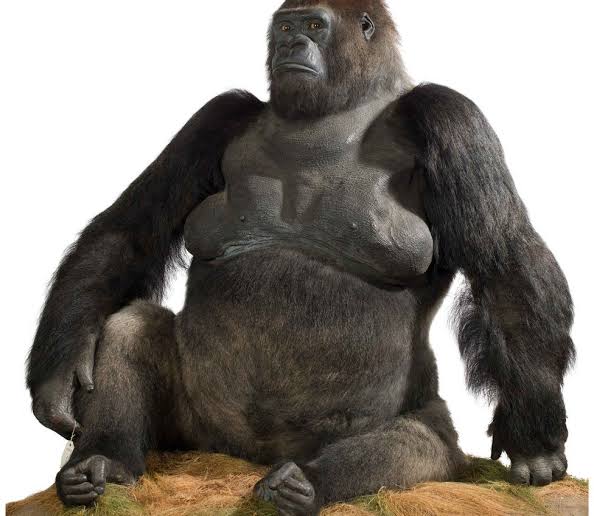 10. Guy the Gorilla