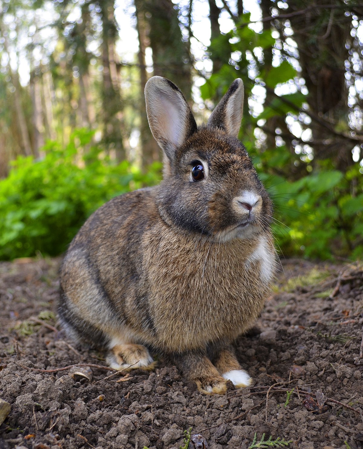 Top 10 Smallest Living Animals In The World