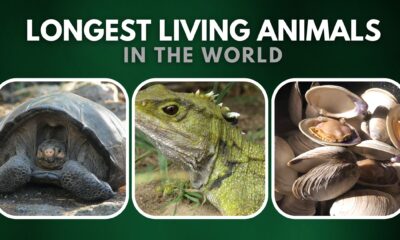 Top 10 Longest Living Animals In The World