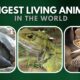 Top 10 Longest Living Animals In The World