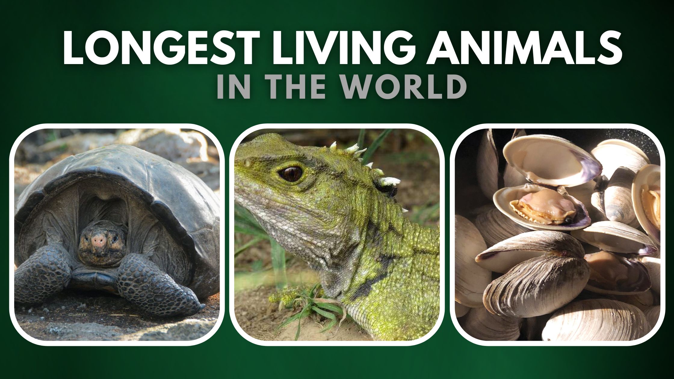 Top 10 Longest Living Animals In The World