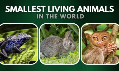 Top 10 Smallest Living Animals In The World